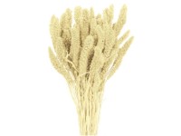 NOHEL GARDEN Sušená dekorace Setaria - bér bílý 40 g NOHEL GARDEN Sušená dekorace Setaria - bér bílý 40 g