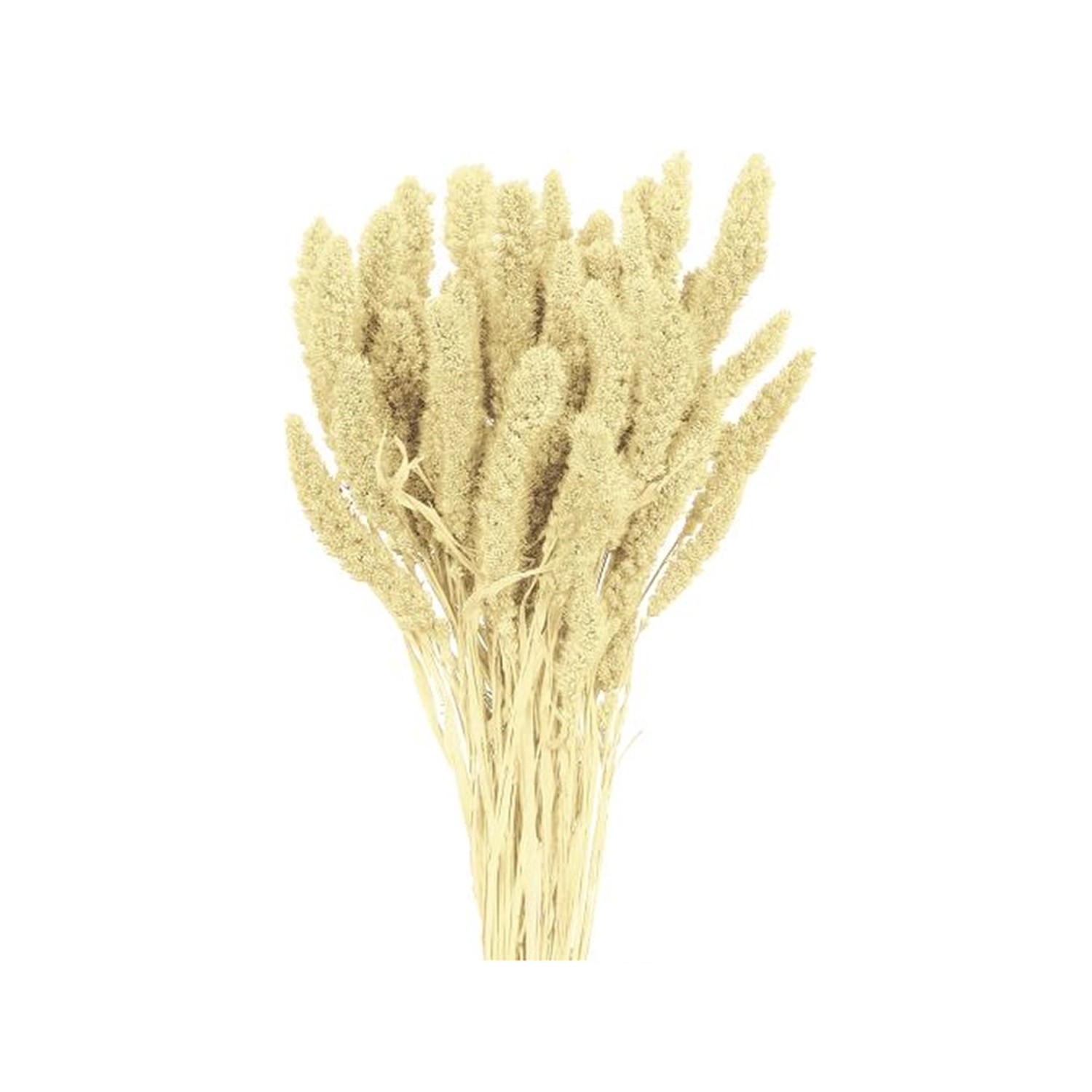 Nohel Garden Sušená dekorace Setaria - bér bílý 40 g