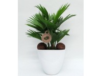 Livistona rotundifolia v keramickém květináči pr. 22 cm Livistona rotundifolia v keramickém květináči pr. 22 cm