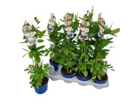 Landgard Vilec šplhavý (Cobea scandens) výška 30-40 cm, pr. 13 cm