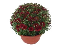 MONTANO Listopadka zhradní (Chrysanthemum multiflora) pr. cca 27 cm