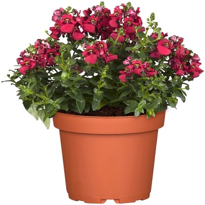 Landgard Ostruhatka barbeřina (Diascia barberae) růžová cca 10-20 cm, pr. 12 cm