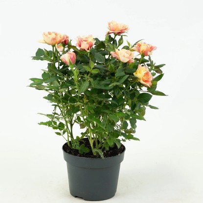 Pokojová růže (Rosa hybrida), různé barvy, výška 25-30 cm, pr. 10,5 cm