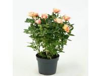 Pokojová růže (Rosa hybrida), různé barvy, výška 25-30 cm, pr. 10,5 cm
