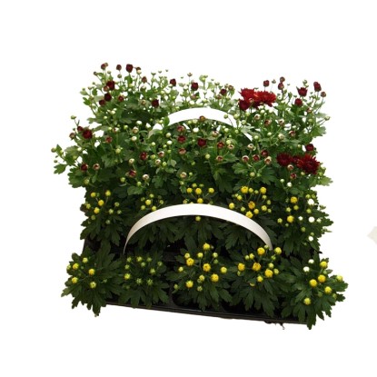 MONTANO Listopadka zahradní (Chrysanthemum multiflora) mix 10-pack