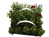 MONTANO Listopadka zahradní (Chrysanthemum multiflora) mix 10-pack MONTANO Listopadka zahradní (Chrysanthemum multiflora) mix 10-pack