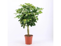 Dračinec se splétaným kmínkem Dračinec se splétaným kmínkem