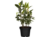 Vavřín keř průměr květináče cca 14 cm Laurus nobilis