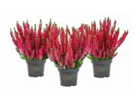 MONTANO Vřes obecný (Calluna vulgaris) různé barvy pr. cca 10,5 cm