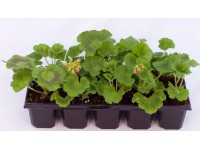 Muškát vzpřímený (Pelargonium zonale), mix barev, 10 ks