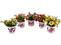 Převislá petúnie Peppy průměr květináče cca 12 cm Petunia Převislá petúnie Peppy průměr květináče cca 12 cm Petunia