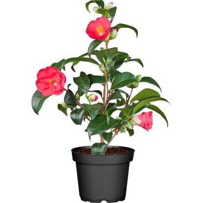 OBI Kamélie výška cca 60 cm - 70 cm průměr květináče cca 19 cm Camelia