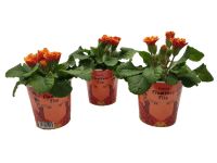 Prvosenka bezlodyžná s 