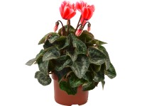 Brambořík Fantasia červený pr. květináče cca 10,5 cm