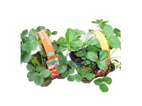CZ-Flora Jahodník stáleplodící (Fragaria) 4-pack