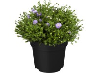 OBI Astra křovitá průměr květináče cca 19 cm Aster