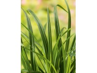 OBI Ostřice japonská 