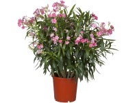 GROW by OBI Oleandr obecný (Nerium oleander) keř, růžový, pr. kv. 17 cm