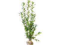 Landgard Bobkovišeň lékařská (Prunus laurocerasus) Landgard Bobkovišeň lékařská (Prunus laurocerasus)