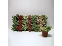 Royal Lemkes Fitónie (Fittonia) různé barvy pr. cca 8,5 cm Royal Lemkes Fitónie (Fittonia) různé barvy pr. cca 8,5 cm