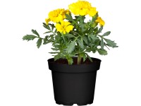 OBI Aksamitník rozkladitý lákající včely žluto-oranžový průměr květináče cca 12