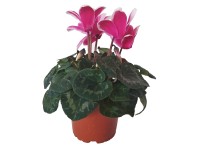 Brambořík pokojový s dvoubarevným květem pr. květináče 12 cm