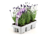GROW by OBI Levandule lékařská (Lavandula angustifolia) GROW by OBI Levandule lékařská (Lavandula angustifolia)
