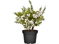 OBI Libavka hrotitá bílá výška cca 10-20 cm květináč cca 1 l Pernettya OBI Libavka hrotitá bílá výška cca 10-20 cm květináč cca 1 l Pernettya