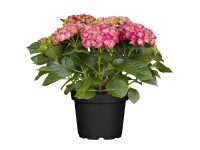 Hortenzie velkolistá (Hortenzia) Hortenzie velkolistá (Hortenzia)