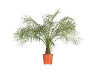 Landgard Datlovník Roebelenův (Phoenix roebelenii) mix cca výška 70-90cm pr.30cm