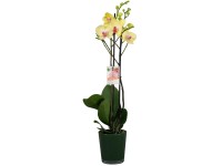 GROW by OBI Orchidej motýlokvětá (Phalaenopsis) žlutá, výška 60-70 cm