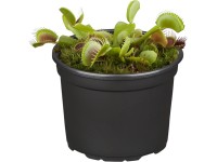 Mucholapka podivná průměr květináče cca 9 cm Dionaea