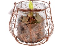 Amarylis ve svícnu průměr svícnu cca 17 cm