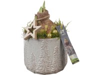 Hvězdník (Hippeastrum hybride) v keram. květináči se zimním motivem, pr. 13 cm