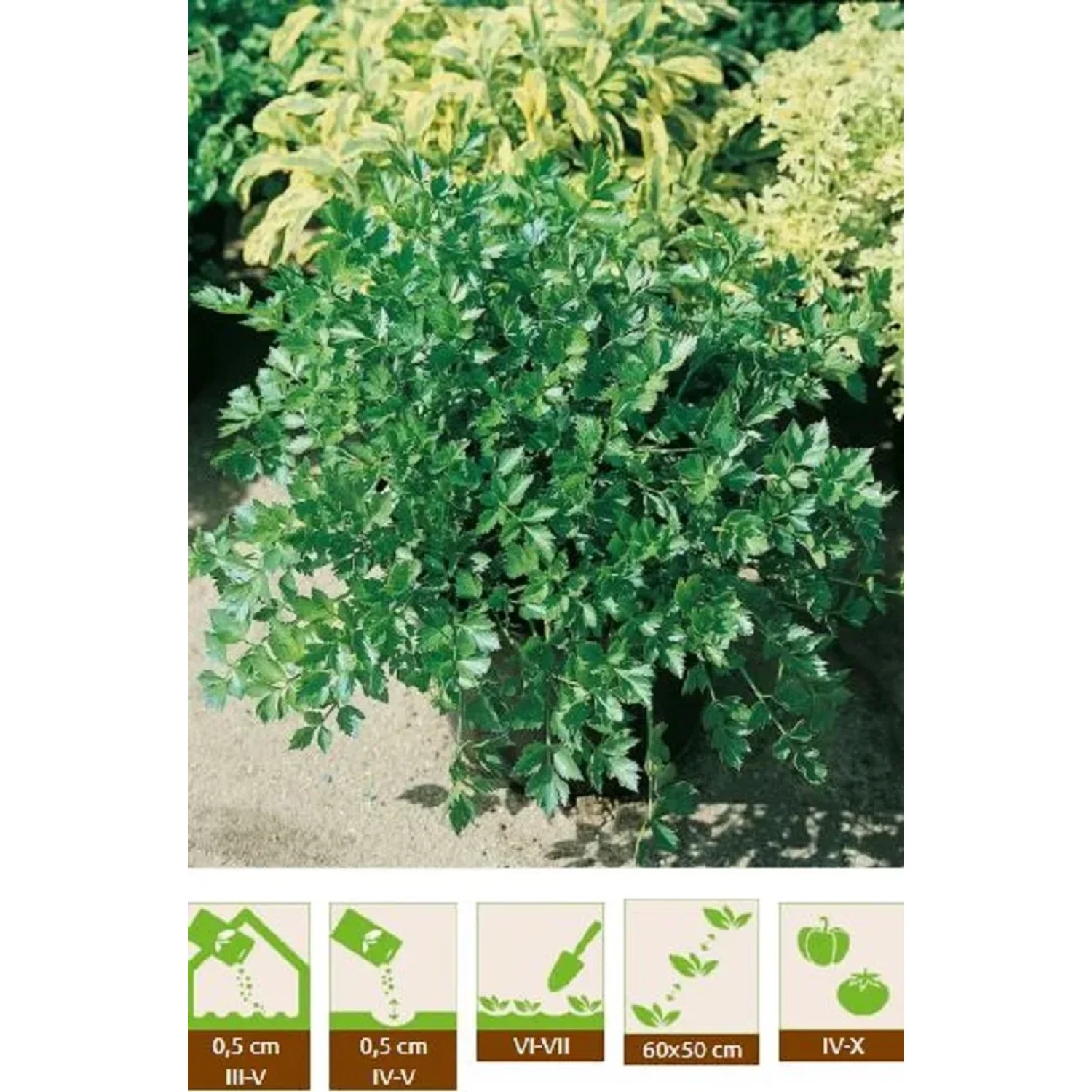 GardenSeed Premium Semínka Ligurček lékařský 0,5 g