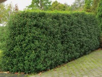 OBI Brslen japonský různé druhy výška cca 30 - 40 cm květináč cca 5 l OBI Brslen japonský různé druhy výška cca 30 - 40 cm květináč cca 5 l