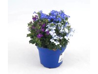 Q-Flower Lobelka (Lobelia) 
