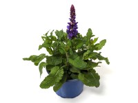 GROW by OBI Šalvěj hajní (Salvia nemorosa) 