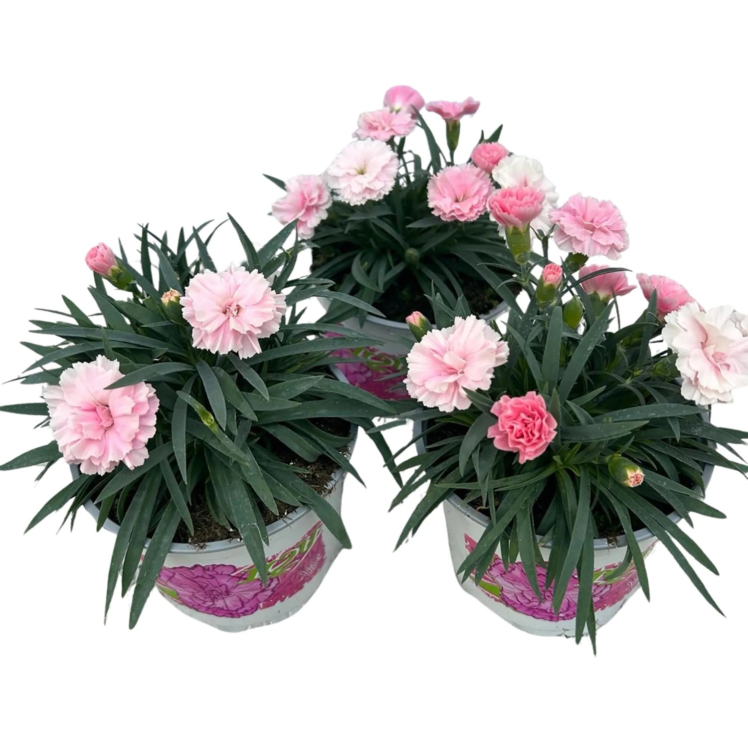 Landgard Hvozdík zahradní (Dianthus caryophyllus) "I Love You" růžový