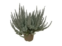 Landgard Vřes obecný (Calluna vulgaris) 