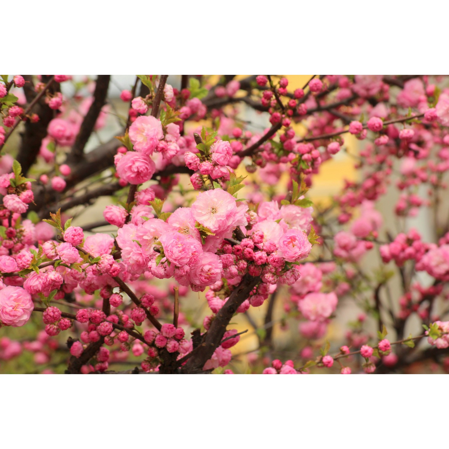 Bondecor Zarámovaný obraz Shadow Trendy 60 x 100 cm