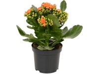 GROW by OBI Kolopejka 