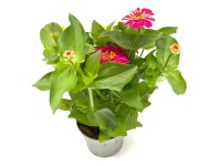 Q-Flower Ostálka marylandská (Zinnia marylandica) pr. cca 13 cm