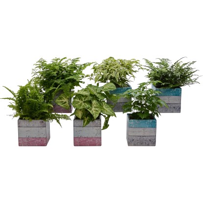 Zelená rostlina v keramickém květináči ve vzhledu dřeva průměr květináče cca 12