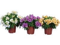 Alstromérie (Alstroemeria), různé barvy, pr. kv. cca 19 cm