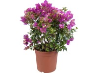 Bugenvilea keř purpurová průměr květináče cca 19 cm Bougainvillea