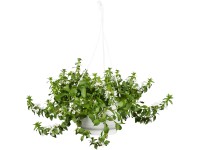 Landgard Vějířovka nezlomná (Scaevola aemula) výška 10-50 cm, pr. 30 cm Landgard Vějířovka nezlomná (Scaevola aemula) výška 10-50 cm, pr. 30 cm