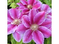 Plamének (Clematis Hybride) 