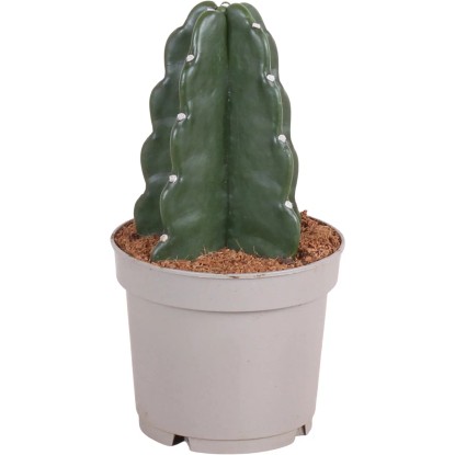 Kaktus "Cuddly Cactus", pr. cca 12 x 20-25 cm