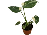 Landgard Monstera 